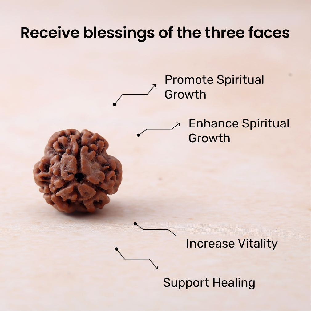 Original 3 Mukhi Rudraksha