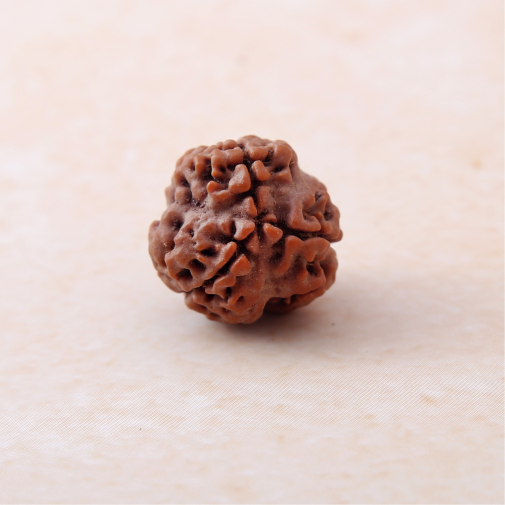 ✨🔱 Siddh 6 Mukhi Rudraksha | Lord Kartikeya + Willpower & Creativity 🔱✨