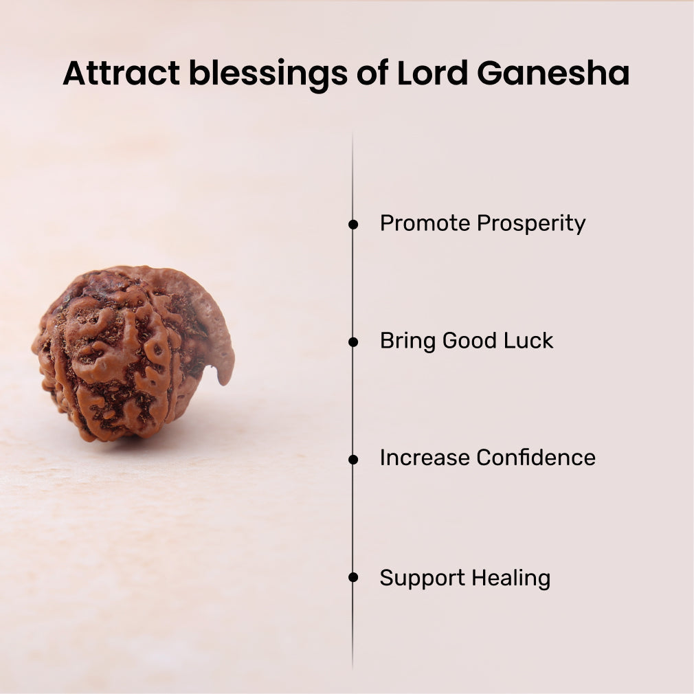 Siddh Ganesh Mukhi Rudraksha | Lord Ganesha + Vighna Harta ✨🔱