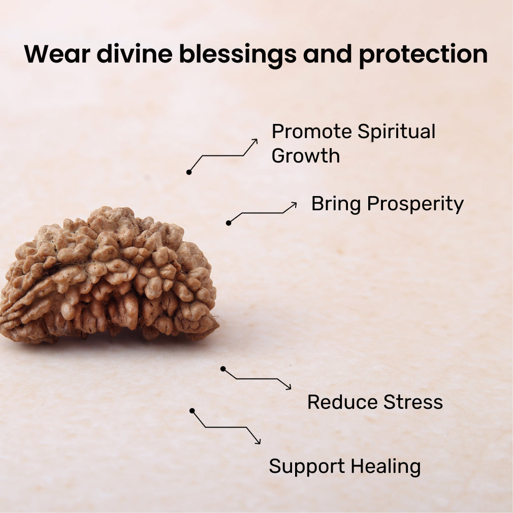 Siddh 1 Mukhi Rudraksha | Lord Shiva + King of All Rudraksha