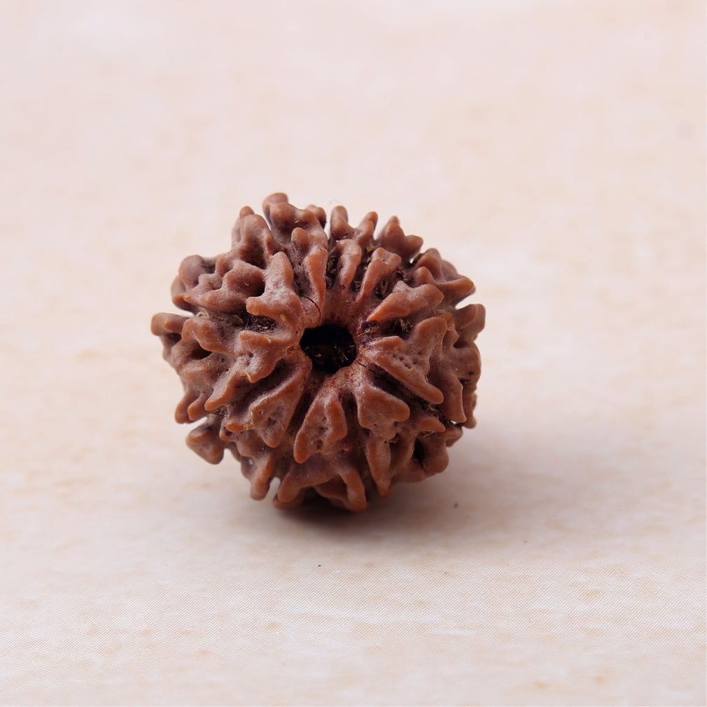 Siddh 10 Mukhi Rudraksha | Lord Vishnu + All-Round Protection 🔱✨