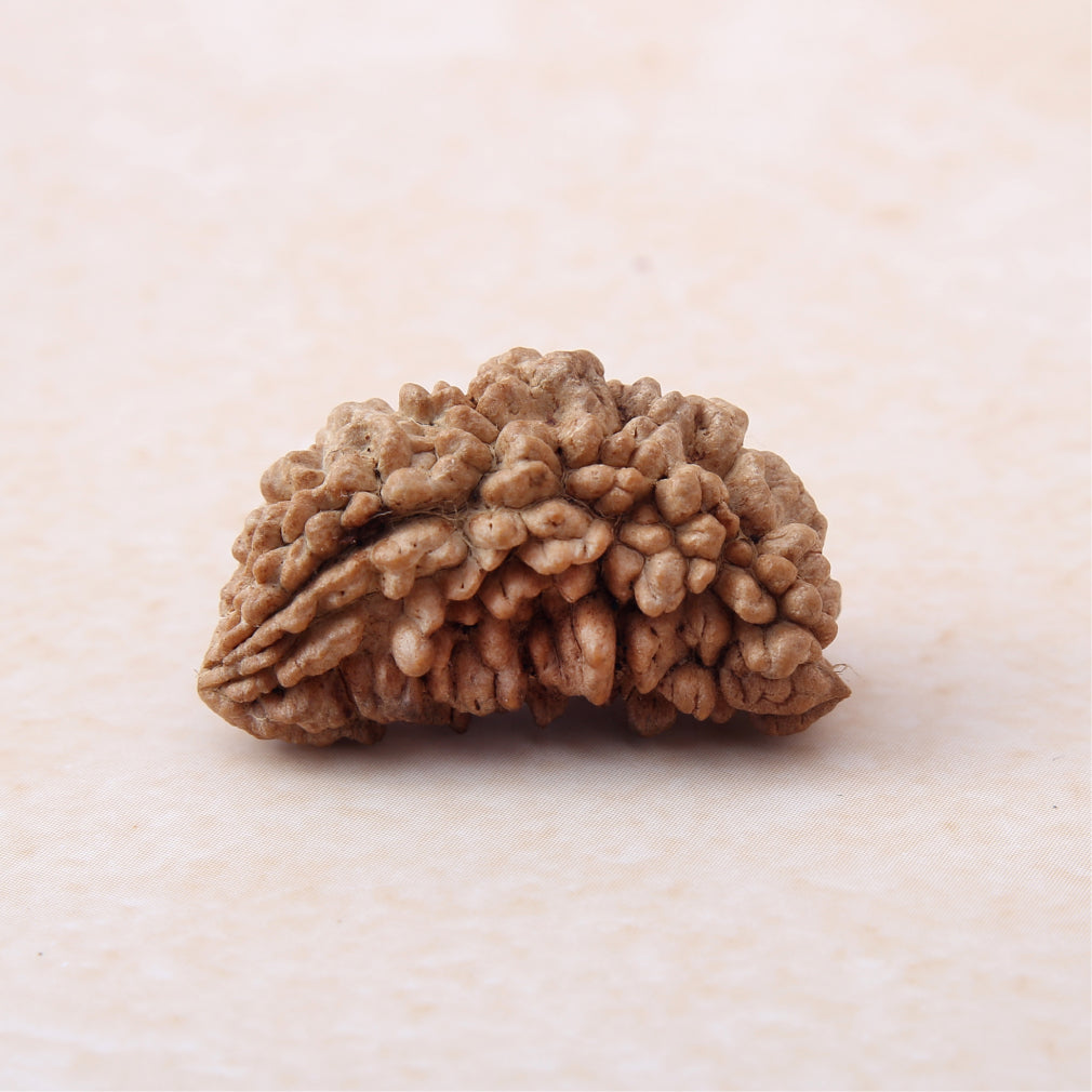Siddh 1 Mukhi Rudraksha | Lord Shiva + King of All Rudraksha