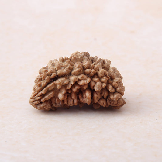 Siddh 1 Mukhi Rudraksha | Lord Shiva + King of All Rudraksha