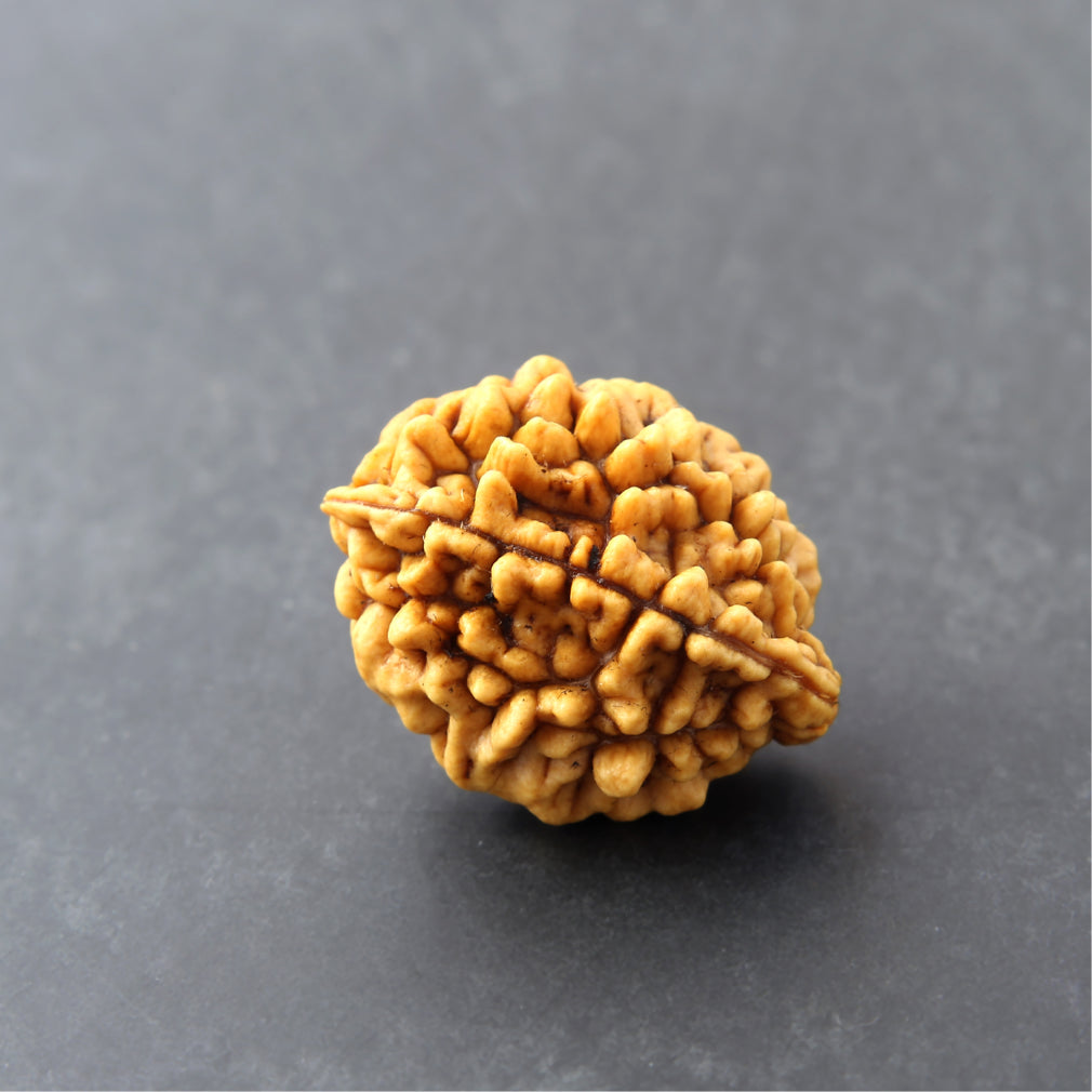 🩷✨Siddh 2 Mukhi Rudraksha+ | Lord Ardhanarishvara + Love & Unity ✨🩷