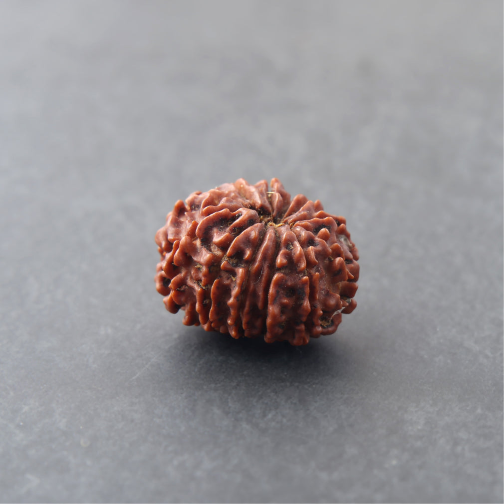 Siddh 10 Mukhi Rudraksha | Lord Vishnu + All-Round Protection 🔱✨