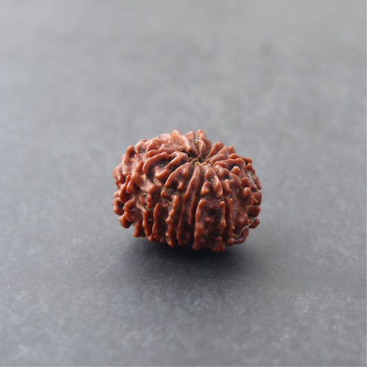 Siddh 10 Mukhi Rudraksha | Lord Vishnu + All-Round Protection 🔱✨