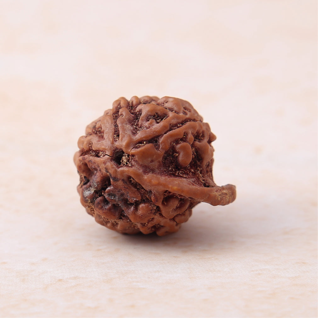 Siddh Ganesh Mukhi Rudraksha | Lord Ganesha + Vighna Harta ✨🔱