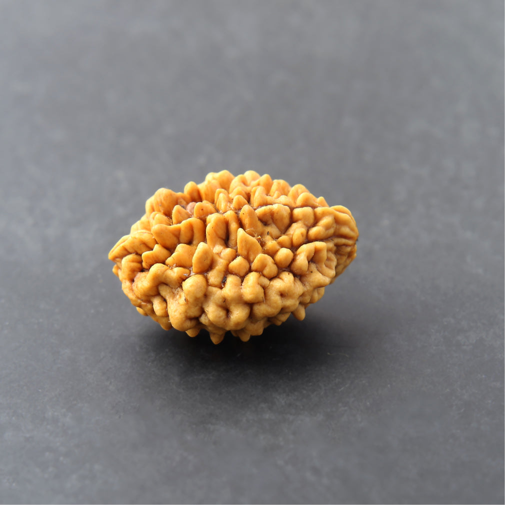 🩷✨Siddh 2 Mukhi Rudraksha+ | Lord Ardhanarishvara + Love & Unity ✨🩷
