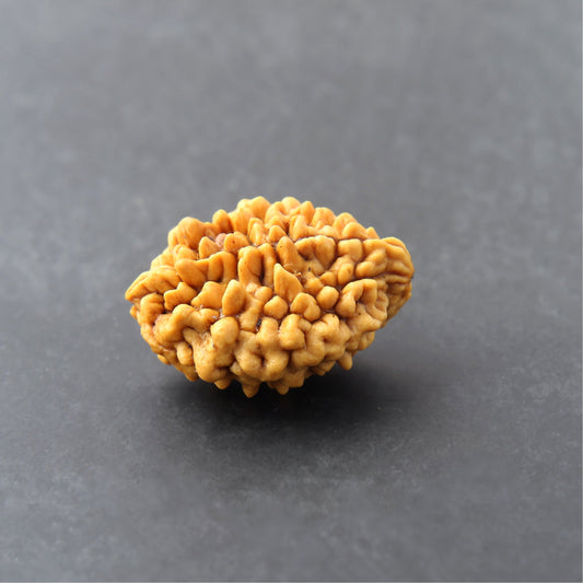 🩷✨Siddh 2 Mukhi Rudraksha+ | Lord Ardhanarishvara + Love & Unity ✨🩷