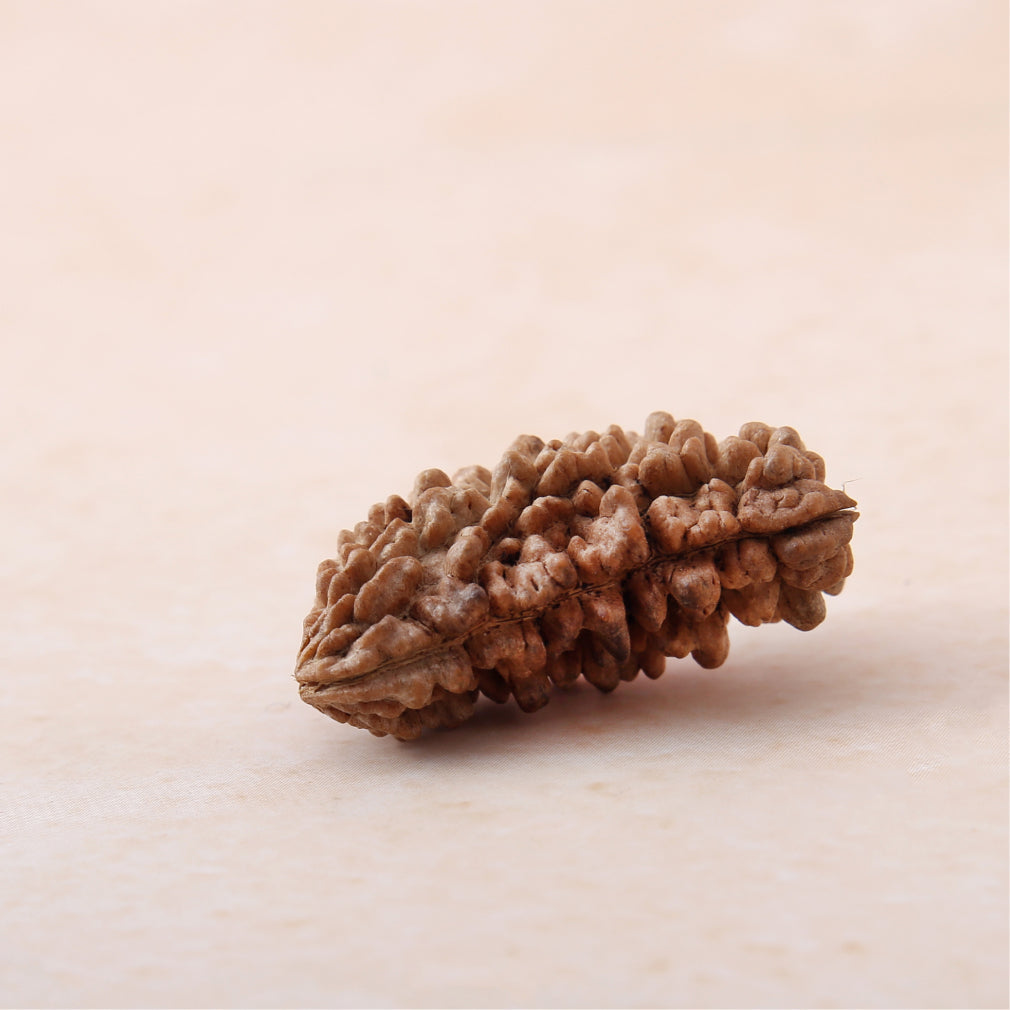 Siddh 1 Mukhi Rudraksha | Lord Shiva + King of All Rudraksha