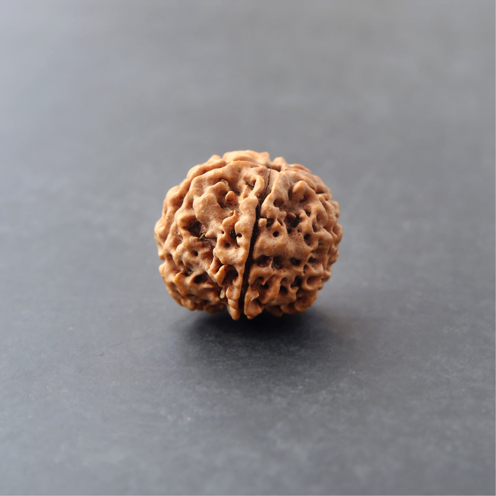 ✨🔱 Siddh 6 Mukhi Rudraksha | Lord Kartikeya + Willpower & Creativity 🔱✨