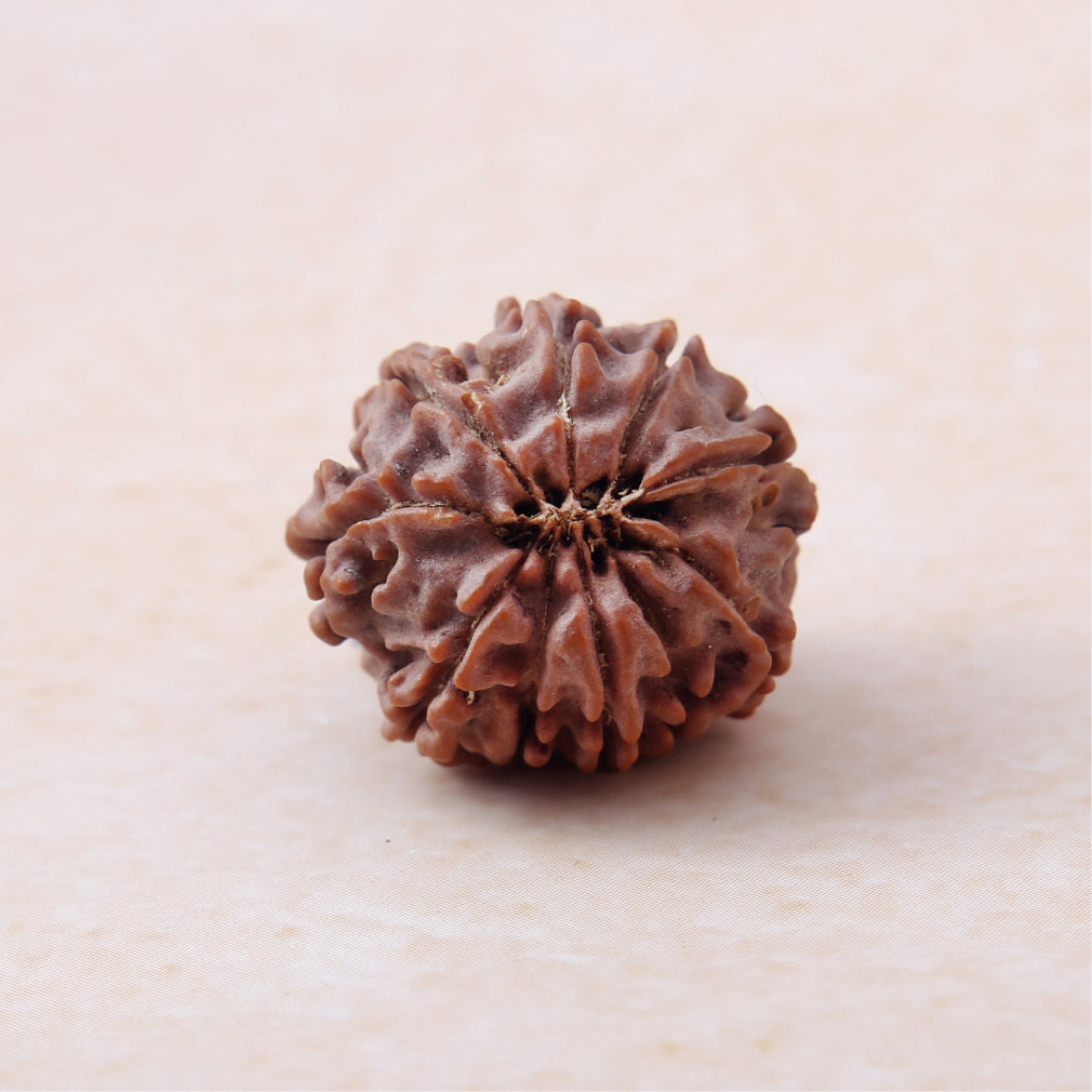 Siddh 10 Mukhi Rudraksha | Lord Vishnu + All-Round Protection 🔱✨