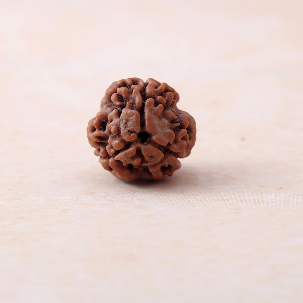 Original 3 Mukhi Rudraksha
