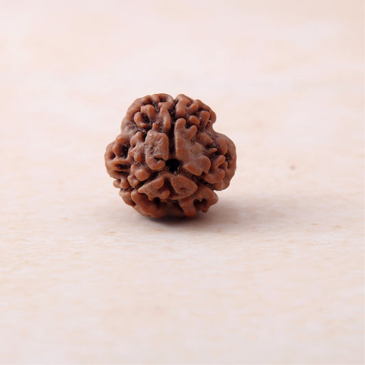 Original 3 Mukhi Rudraksha