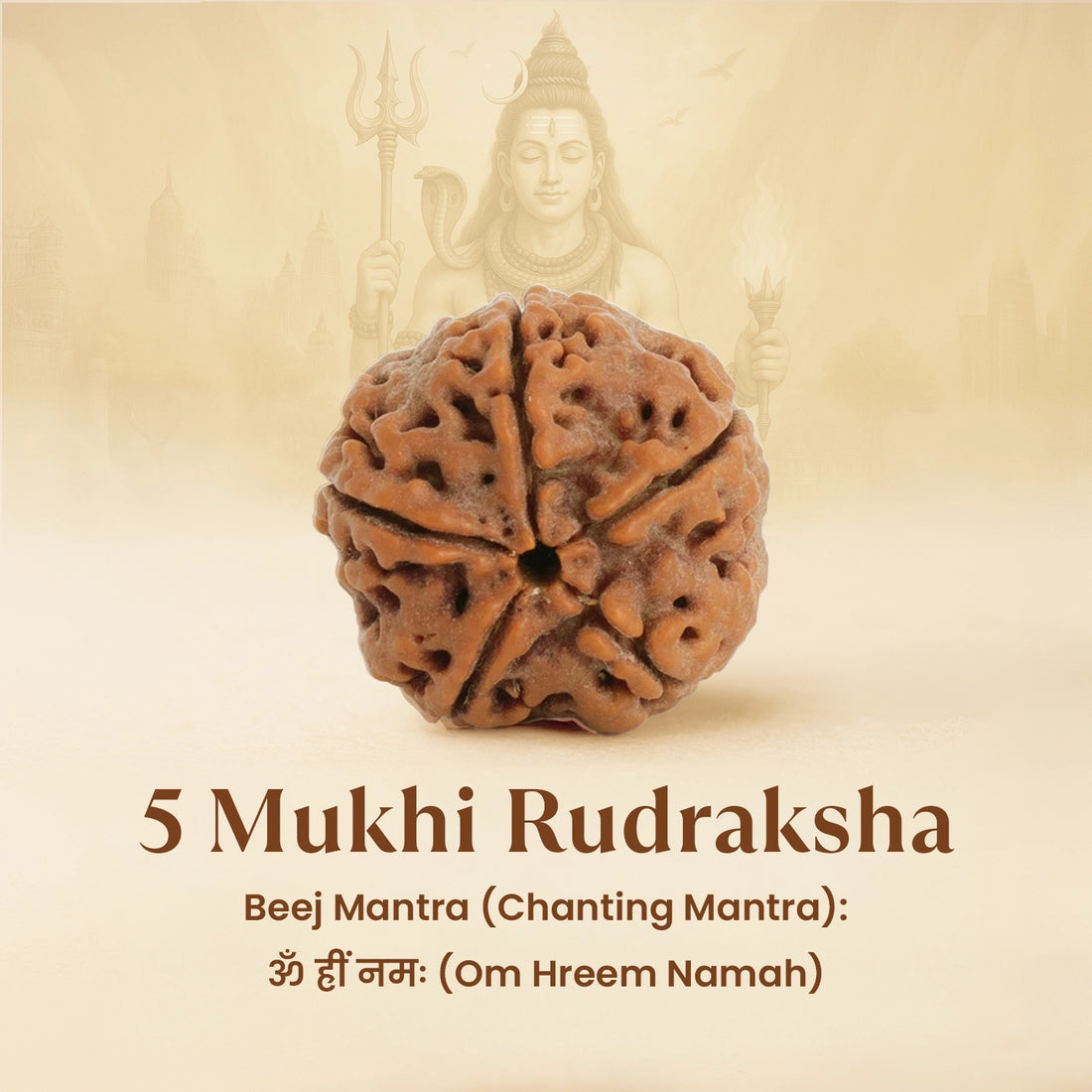100% Natural Nepali 5 Mukhi Rudraksh with Lab Certificate.
Jupiter's Blessing for Peace, Health & Success.