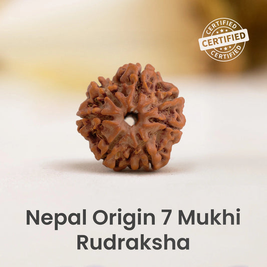 ✨Nepal Original 7 Mukhi Rudraksha ✨ | Wealth, Luck & Maa Lakshmi Bead💰
