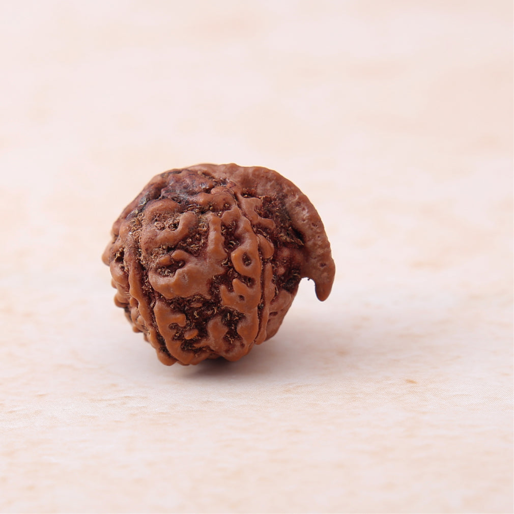 Siddh Ganesh Mukhi Rudraksha | Lord Ganesha + Vighna Harta ✨🔱