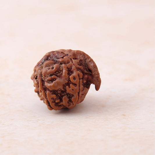 Siddh Ganesh Mukhi Rudraksha | Lord Ganesha + Vighna Harta ✨🔱