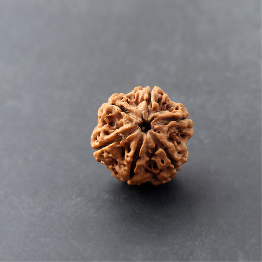 ✨🔱 Siddh 6 Mukhi Rudraksha | Lord Kartikeya + Willpower & Creativity 🔱✨